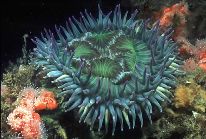 Anemone.jpg