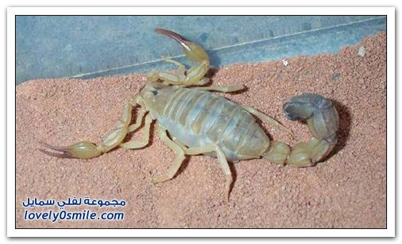 scorpion-1.jpg