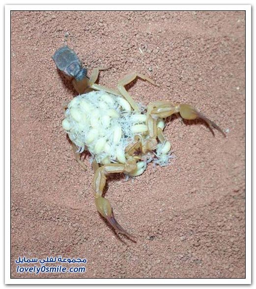 scorpion-3.jpg