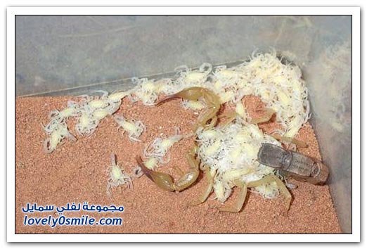 scorpion-5.jpg