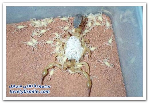 scorpion-6.jpg
