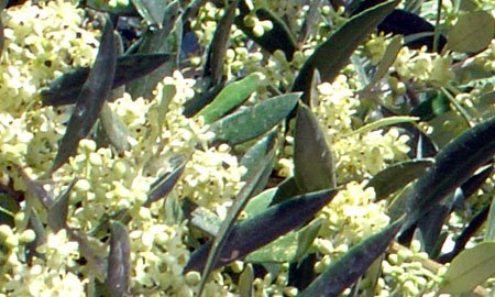 olivebloom.jpg