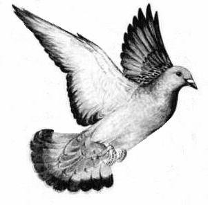 pigeon-c.jpg