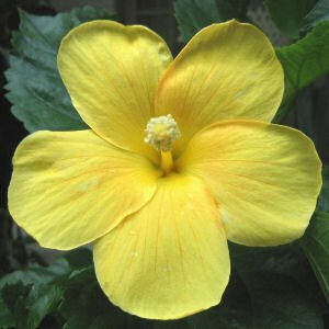 yellow_hibiscus2.jpg