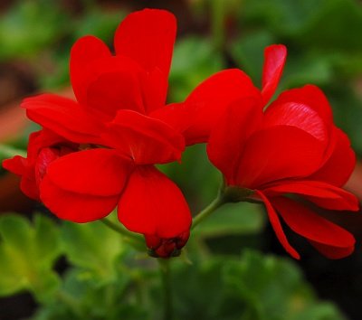 75_red_flower_pic.jpg