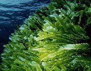green_algae_186.jpg