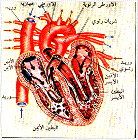 cvs4.gif