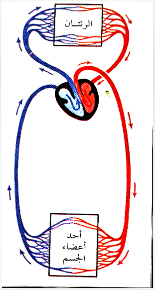 cvs5.gif