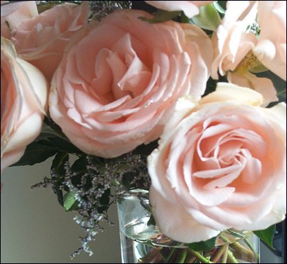 roses1.jpg