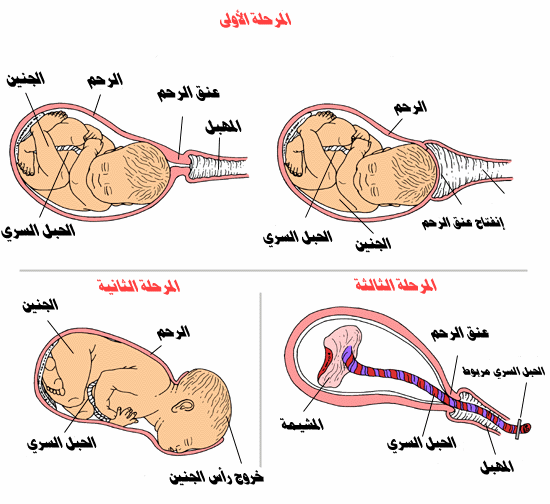ملف شامل للمرأة كل ما تحتاجينه من الألف إلى الياء مفيدد جدا صفحه 7 المواضيع المتميزة أخوات طريق الإسلام