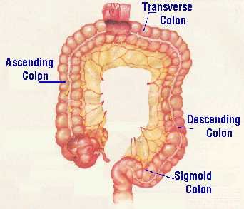 colon.jpg