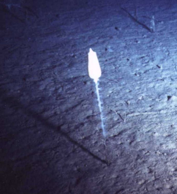 hyalonema.jpg
