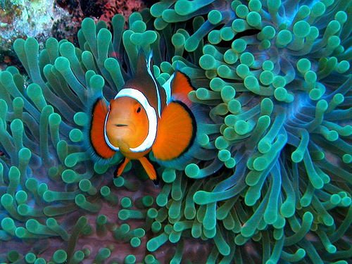 Clownfish2.jpg