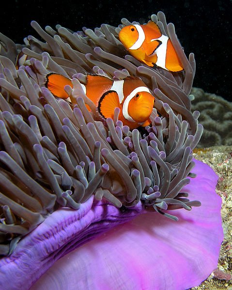 479px-Anemone_purple_anemonefish.jpg