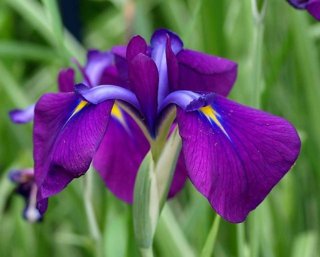 Dark+purple+Iris+flowers+with+some+yellow+touch.jpg