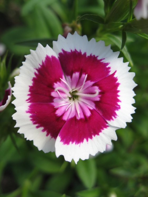 pink%2Bwhite%2Bround%2Bflower%2Bat%2BDenver%2BBotanic%2BGarden.jpg