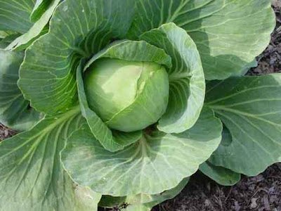 cabbage9.jpg