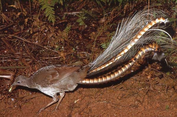 Lyrebird%201.jpg