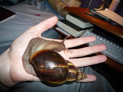 giant-african-snail-5.jpg