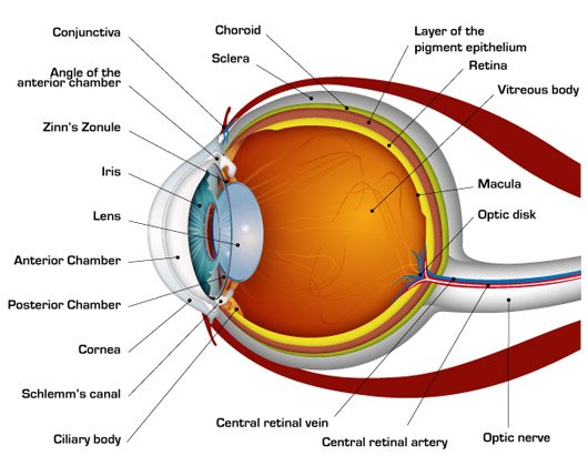 HumanEye.jpg