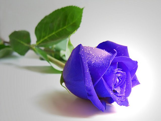 Images+Blue+roses+%252812%2529.jpg