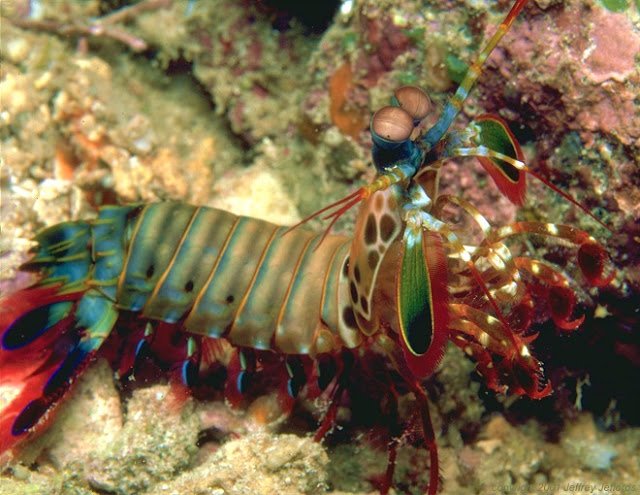Mantis-Shrimp11.jpg