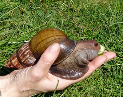 giant-african-snail-1.jpg