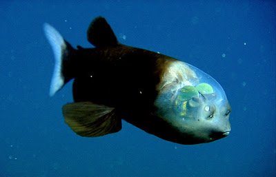 090223-01-fish-transparent-head-barreleye-pictures_big.jpg