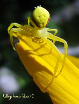 Spider+yellow1.jpg