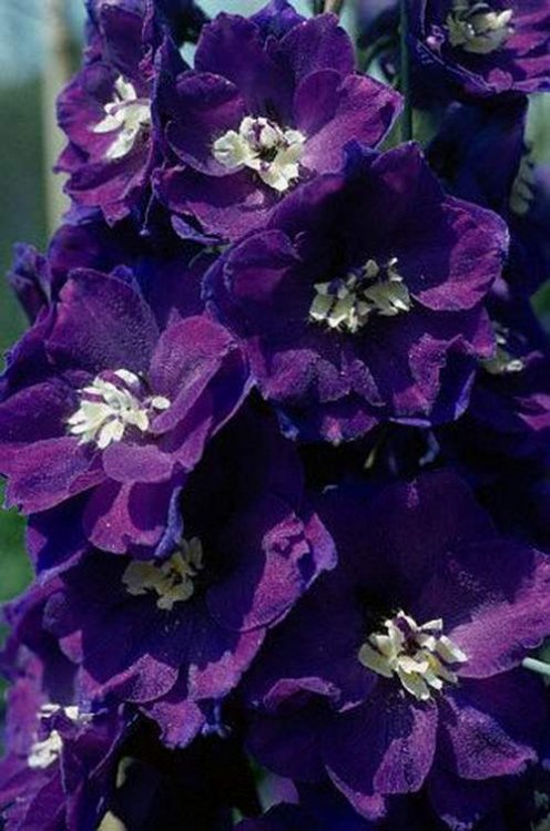 violet-flower-2.jpg