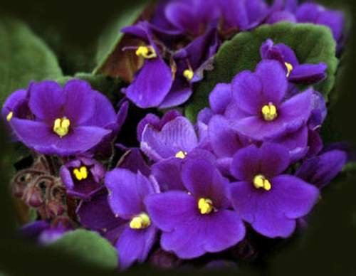 violet-flower-3.jpg