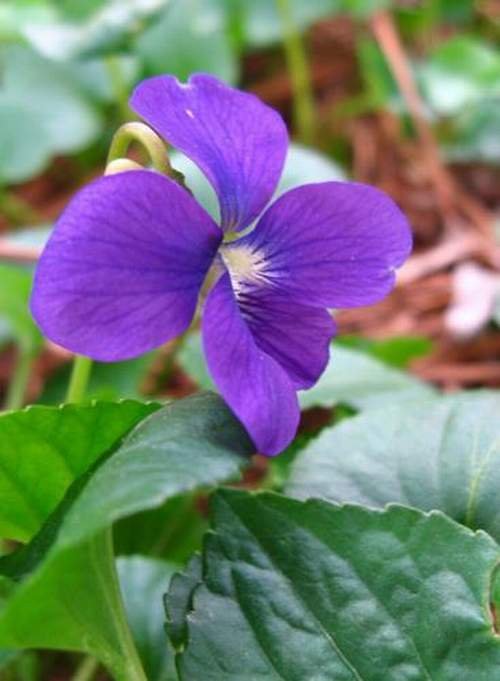 violet-flower-4.jpg