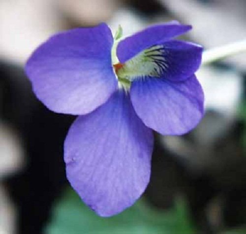 violet-flower-5.jpg