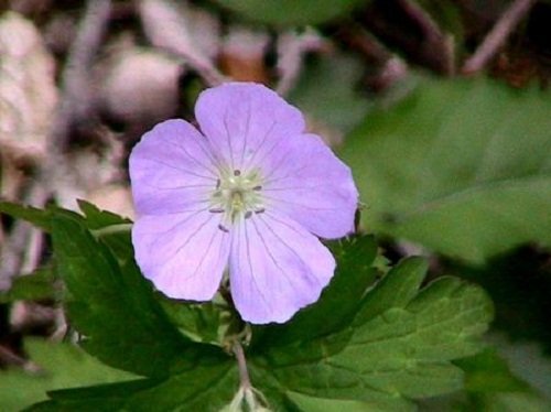 violet-flower-6.jpg