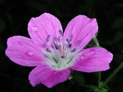 violet-flower-7.jpg