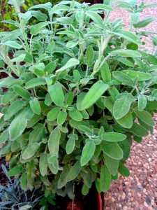 الميرامية فوائدها ومحظورات استعمالها استشارات وفوائد طبية أخوات طريق الإسلام