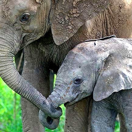 elephant-baby-mom-2.jpg