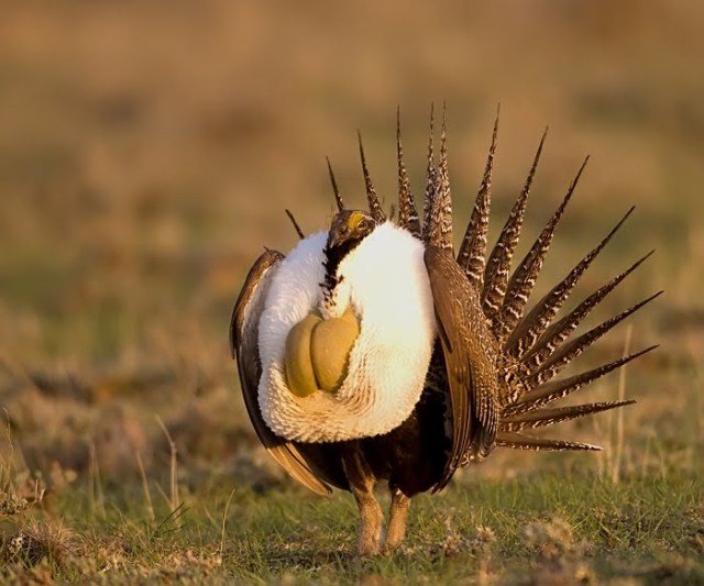 greater-sage-grouse2.jpg?w=640