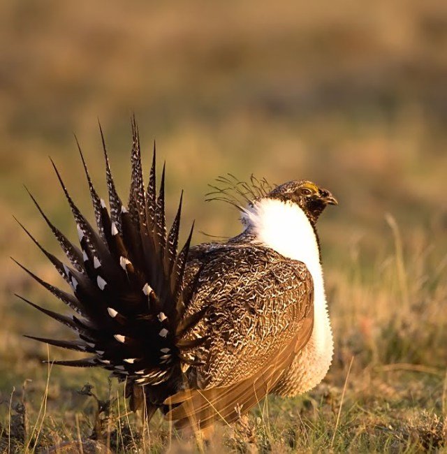 greater-sage-grouse3.jpg?w=640