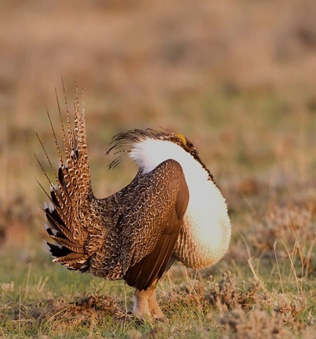 greater-sage-grouse4.jpg?w=640