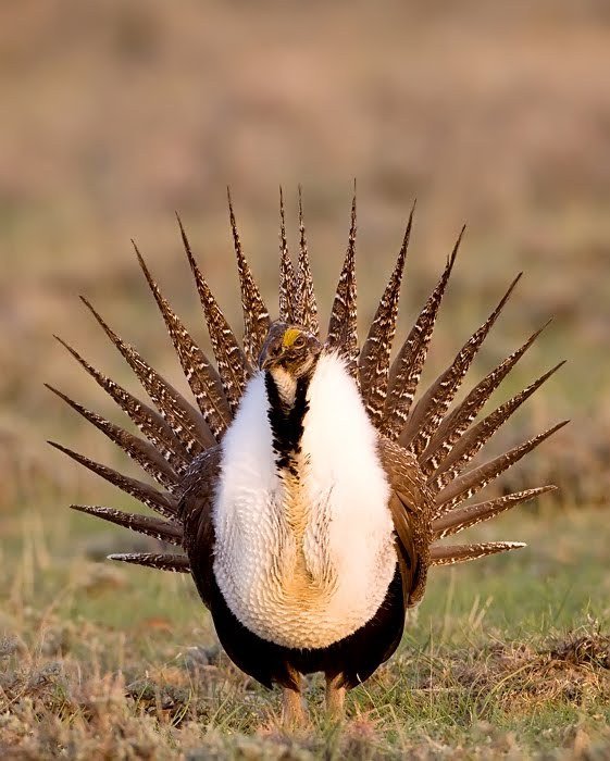greater-sage-grouse5.jpg?w=640