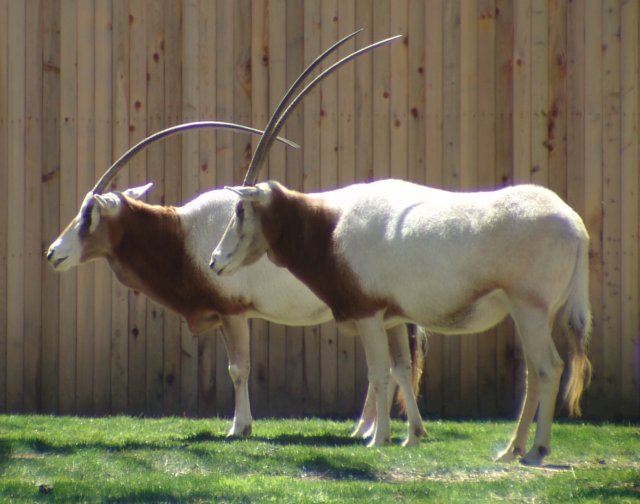 scimitar-horned_oryx_oryx_dammah.jpg?w=640