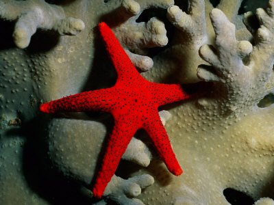 henry-wolcott-a-brilliant-red-starfish-rests-on-a-coral.jpg