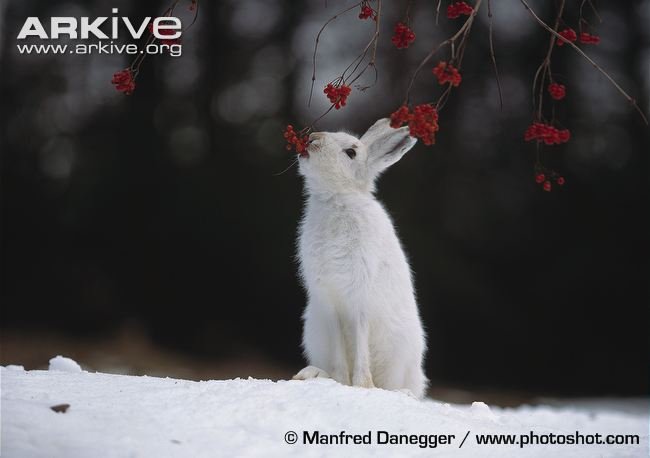 Mountain-hare-in-winter-coat-eating-berries.jpg