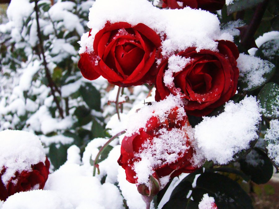 rose_in_snow2_by_myblue_eyes.jpg