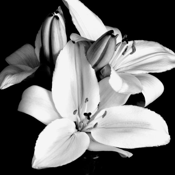 lily-flower-in-black-and-white-kimxa-stark.jpg
