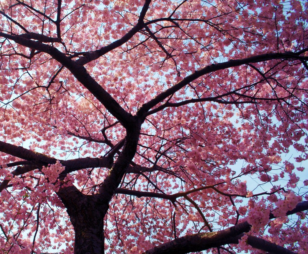 cherry-tree.jpg
