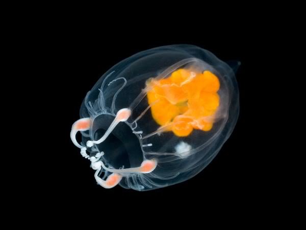 transparent-jellyfish-arndt_18388_6.jpg