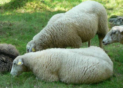 sheep-flock-of-sheep-flock-220145.jpg