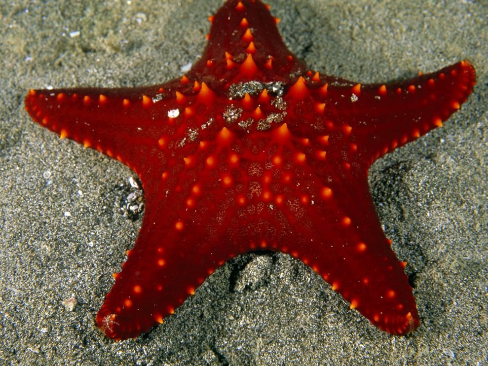 red-sea-star-doubilet_18437_990x742.jpg